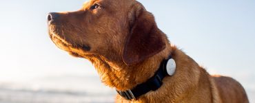 GPS für Hunde